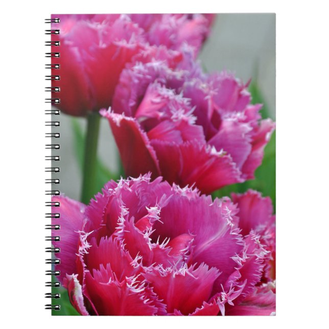 Carnet Tulipes à perroquets roses (Devant)