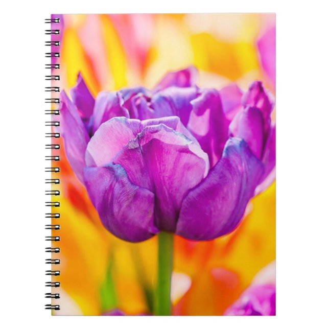 Carnet Tulipes Enchanter 06 (Devant)