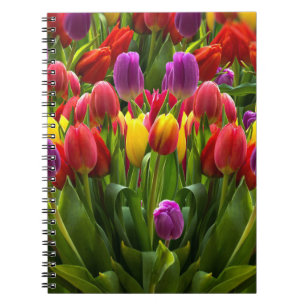Carnet Tulipes lumineuses