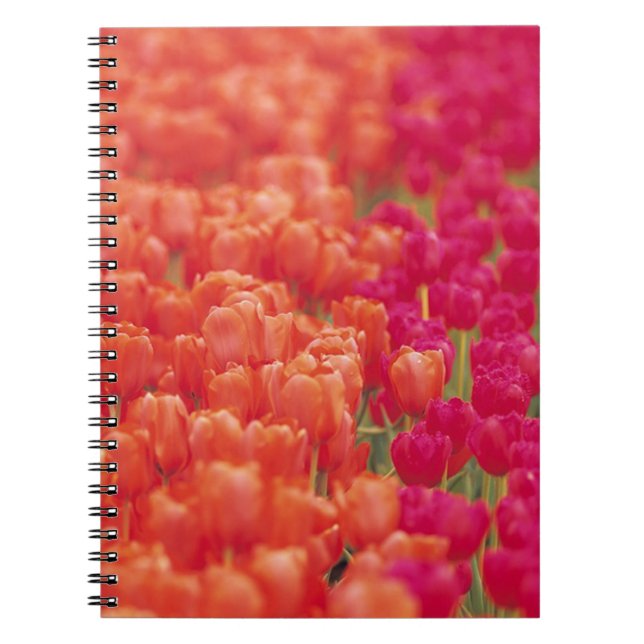 Carnet Tulipes orange et rose (Devant)