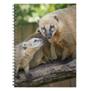 Carnet Un bébé coati partage un moment tendre avec sa mèr