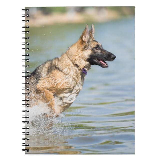 Carnet Un Berger Allemand Saute Dans L'Eau (Devant)