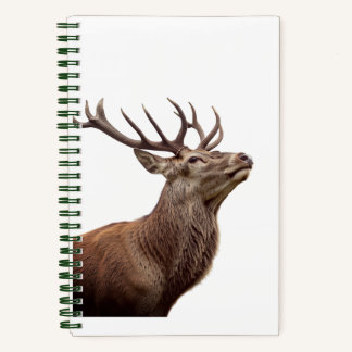 Carnet Un cerf rouge en train de chercher