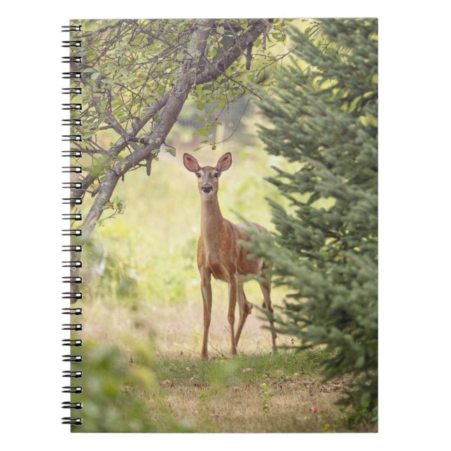 Carnet Un cerf solitaire (Devant)