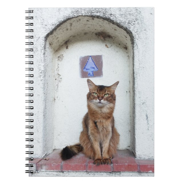 Carnet Un chat somalien dans le vieux monde d'Alcove (Devant)