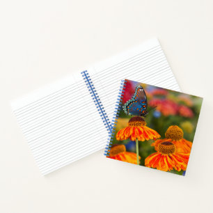 Carnet Un Papilio troilus, Papilio troilus