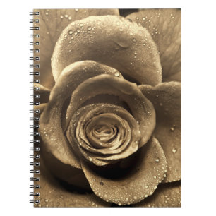 Carnet Un rose à l'ancienne en gros plan, mouillé avec un
