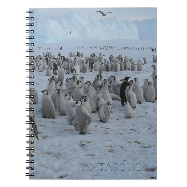 Carnet Un troupeau de Pingains en Antarctique, photo. (Devant)