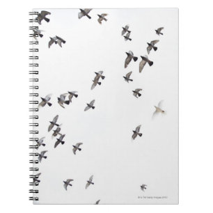 Carnet Un troupeau d'oiseaux vole vers le ciel