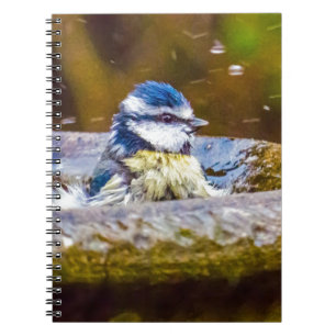 Carnet Une mésange bleue dans la vasque