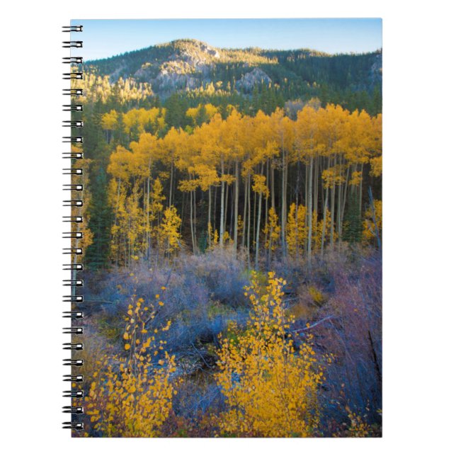 Carnet USA, Colorado. Bright Yellow Aspens in Rockies (Devant)
