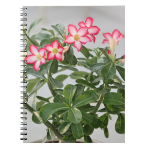 Carnet Usine de fleurs de rose de désert