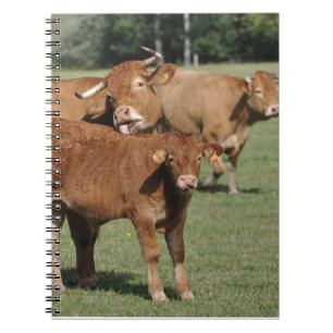 Carnet Veau et vaches du Limousin