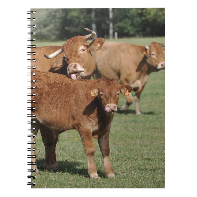 Carnet Veau et vaches du Limousin (Devant)