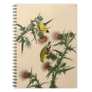 Carnet Vintage Audubon American Goldfinch Peinture d'oise