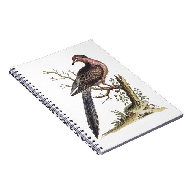 Carnet Vintage Passenger Pigeon Illustration  (Côté Droit)