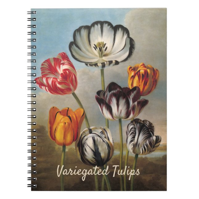 Carnet Vintage Variegated Tulip Flowers in a Landscape (Devant)