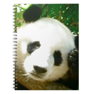 Carnet Visage de panda