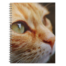 Visage déterminé d'un chat de gingembre