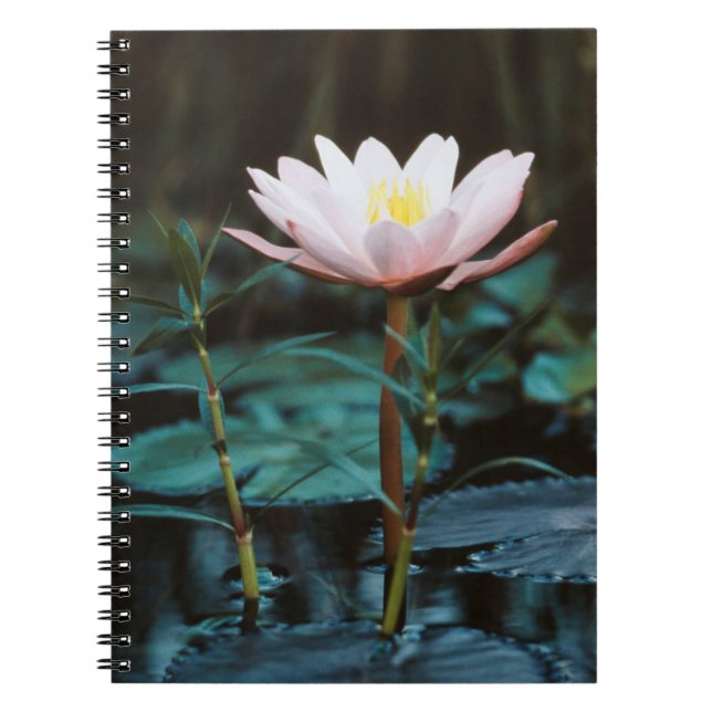 Carnet Vue rapprochée de la nappe phréatique du lac Inle (Devant)
