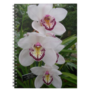 Carnet White Orchids Beautiful Tropical Flowers