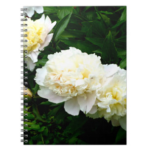 Carnet White Peony Trio