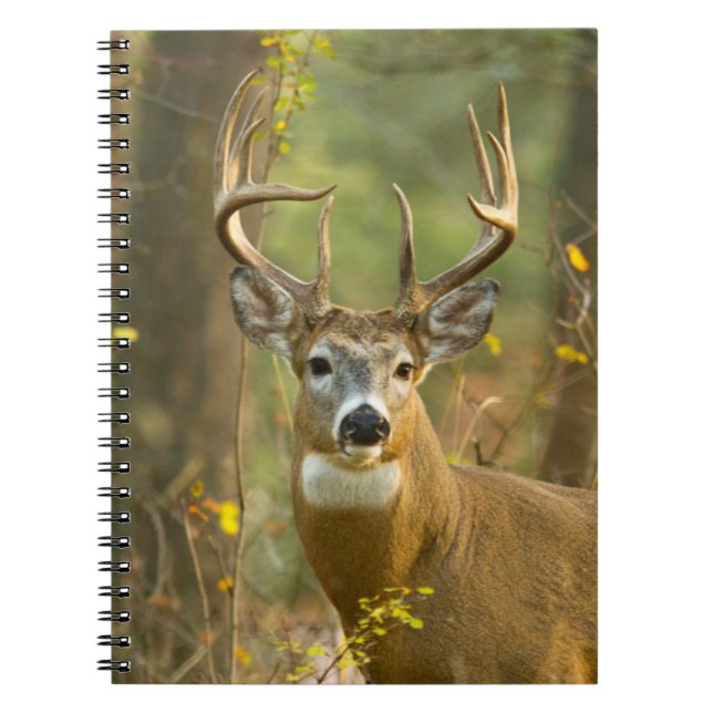 Carnet Whitetail Deer Buck | Corégone, Montana (Devant)