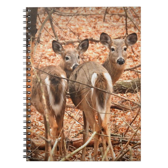 Carnet Whitetail Doe et sa Faune dans les bois d'automne (Devant)