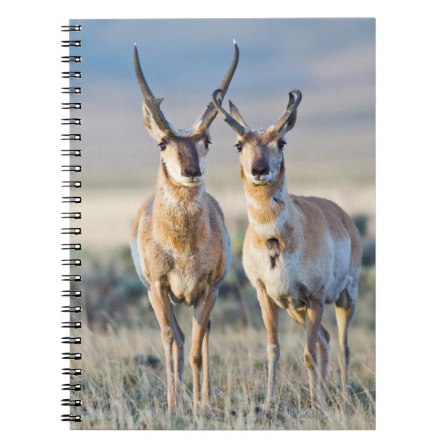 Carnet Wyoming, Comté de Sublette, Pronghorn (Devant)