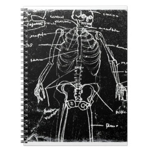 Carnet yaie tokyo anatomie du squelette humain