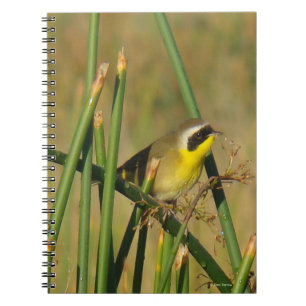 Carnet Yellowthroat