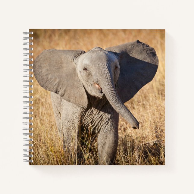 Carnet Young Bush Elephant (Devant)