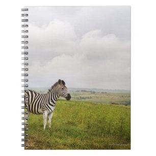 Carnet Zèbre à la campagne, Afrique du Sud