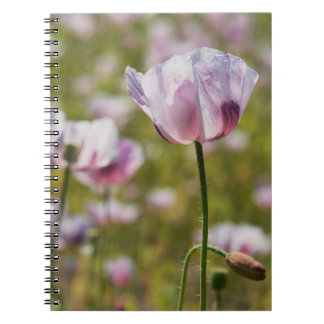 Carnet Zomers veld met  lila bloemen in bloei.