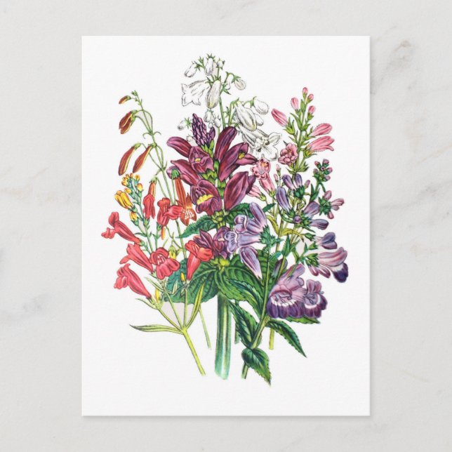 Carnival of flowers postcard (Front)