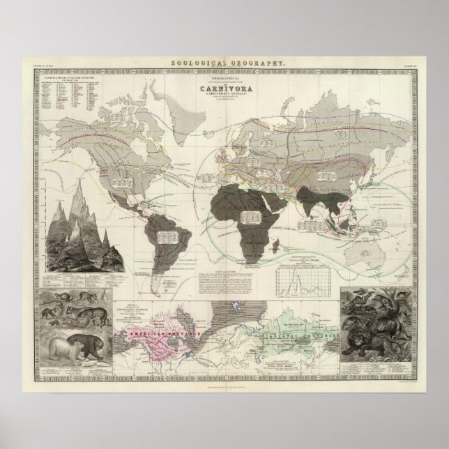 Carnivora Poster (Front)