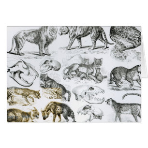 Carnivorous Animals