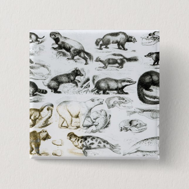 Carnivorous Animals 2 Inch Square Button (Front)