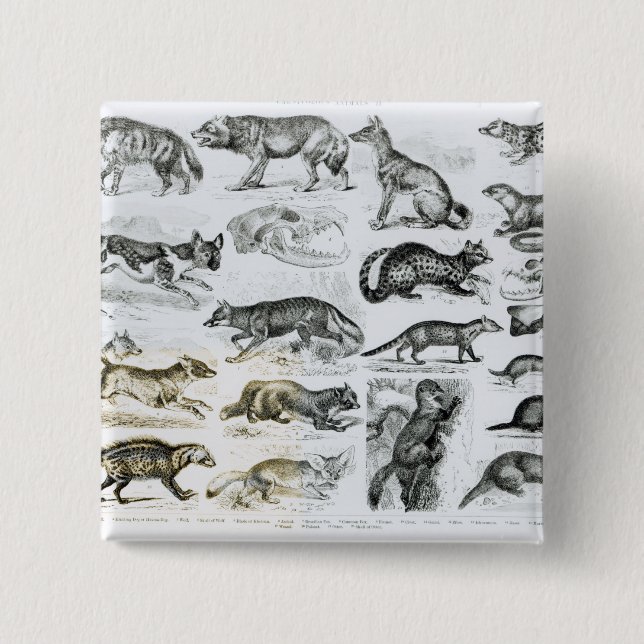 Carnivorous Animals 2 Inch Square Button (Front)