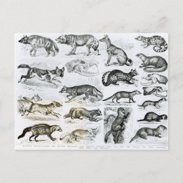 Carnivorous Animals Postcard (Front)