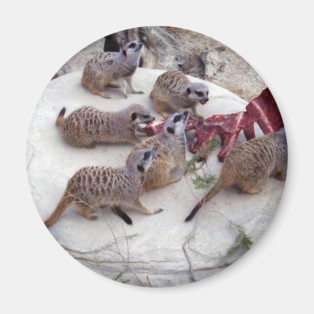 Carnivorous Meerkats Having Ribs For Tea, Magnet (Front)