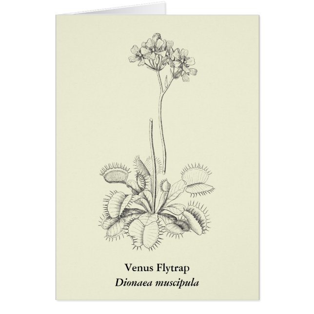 Carnivorous Plant Botanical Art (Front)
