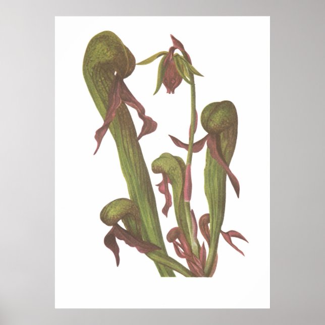 Carnivorous Plant - Darlingtonia californica Poster (Front)