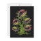 Carnivorous Plant Gifts Monster Venus Fly Trap