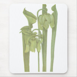 Carnivorous Plant - Sarracenia flava Mouse Pad