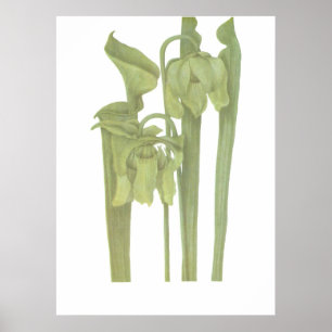 Carnivorous Plant - Sarracenia flava Poster