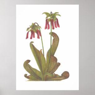 Carnivorous Plant - Sarracenia psittacina Poster