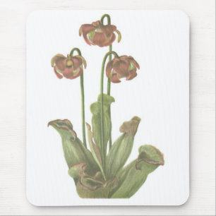 Carnivorous Plant - Sarracenia purpurea Mouse Pad