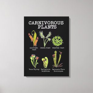 Carnivorous Plants Species Saracenia Venus Flytrap Canvas Print