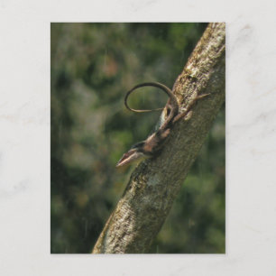 Carolina Anole Lizard Postcard